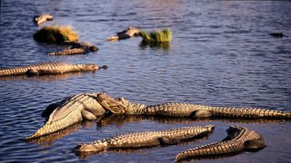 Arkansas Alligator Mating Season Begins: What New Residents and Homebuyers Should Know (Live in Arkansas )