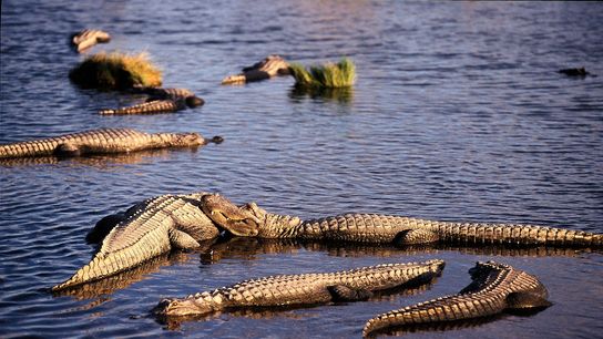 Arkansas Alligator Mating Season Begins: What New Residents and Homebuyers Should Know (Live in Arkansas )