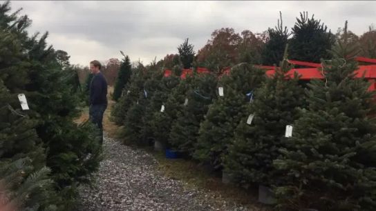 Christmas Tree Prices Surge Early, Then Slide Toward Christmas: What Arkansas Newcomers Should Know